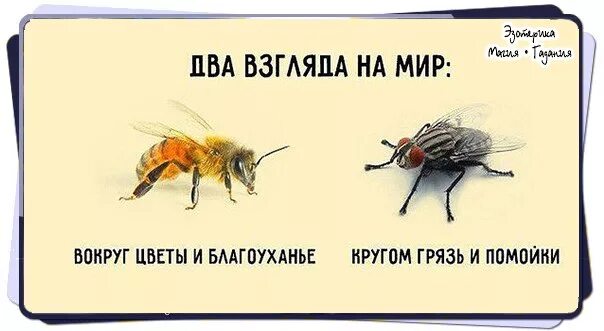 Два взгляда на мир. Что такое благоухание. Муха и пчела. Картинка про муху и пчелу. Два взгляда на жизнь пчела и муха.