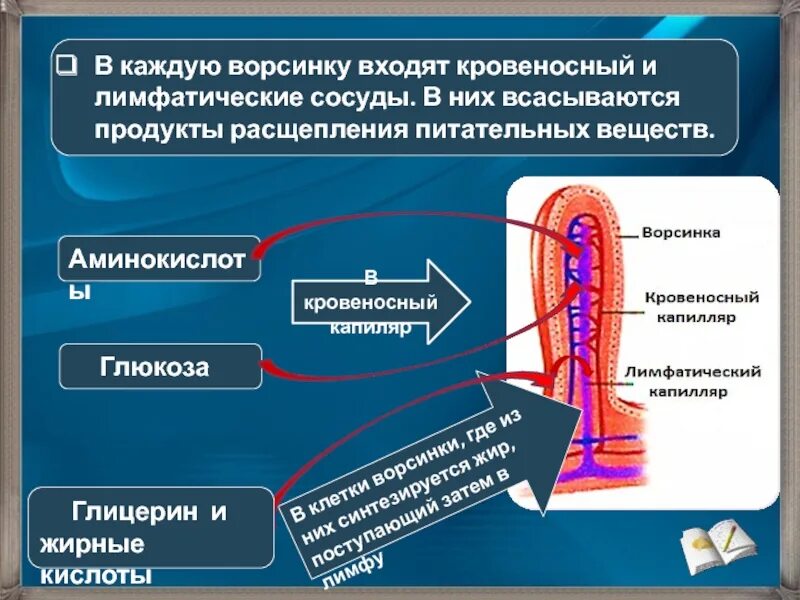Основное всасывание веществ происходит. В лимфатические сосуды ворсинок всасываются. кишечная ворсинка лимфатические сосуды. кишечник ворсинки всасывание. всасывание питательных веществ в кишечнике.