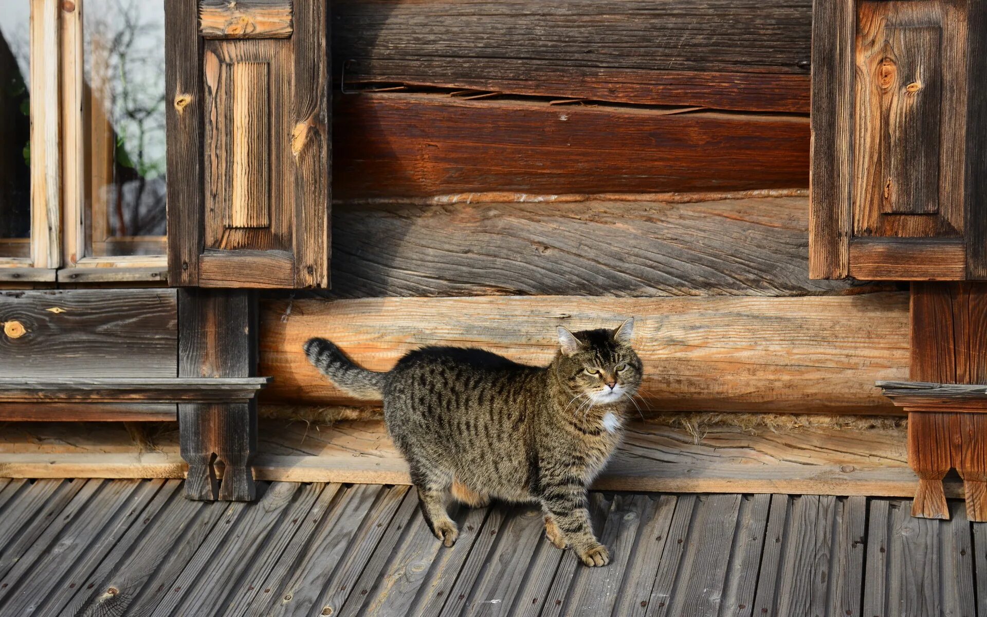 Кошка дома картинки. Деревенский кот. Кот в деревне. Деревенская кошка. Кот на крыльце.