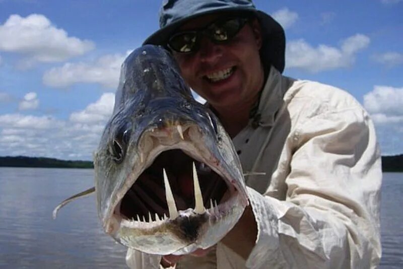 Бывают страшные и большие. Скумбриевидный гидролик. Скумбриевидный гидролик амазонки. Самые страшные и опасные рыбы. Самая страшная и опасная рыба в мире.