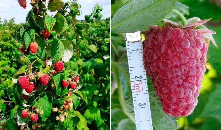 Малина недосягаемая описание отзывы