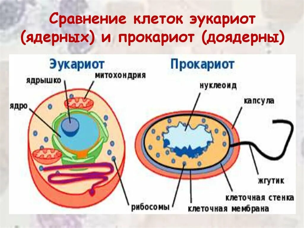 Эукариоты сравнение. Строение клетки прокариот и эукариот. Прокариотические и эукариотические клетки строение. Сравнение прокариотической и эукариотической клетки рисунок. Клетки прокариот и эукариот.