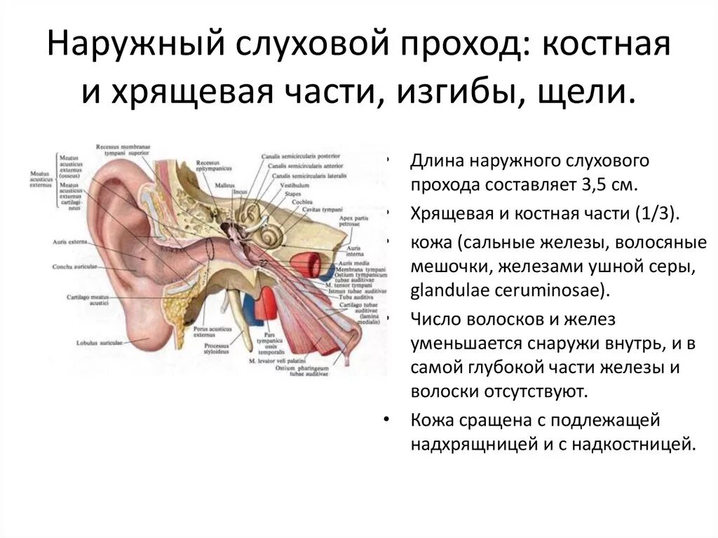 Слуховой латынь. Наружный слуховой проход костная часть. Костная часть слуховой трубы. Ширина наружного слухового прохода в норме. Костный отдел наружного слухового прохода.