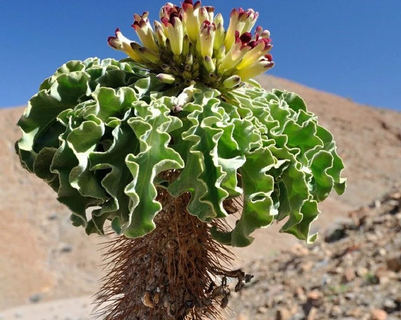 Сел растение. Пахиподиум намакванский. Пахиподиум молочай. Молочай в Марокко. Пахиподиум Южный.