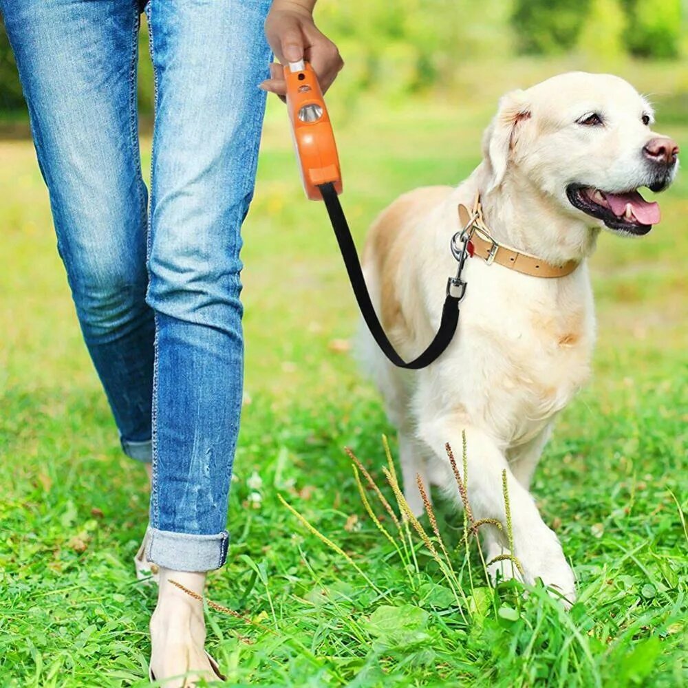Выгуливает собаку в парке. Щенок с поводком. Объявление о выгуле собак за деньги. Выгул собак. Объявление по выгулу собак.