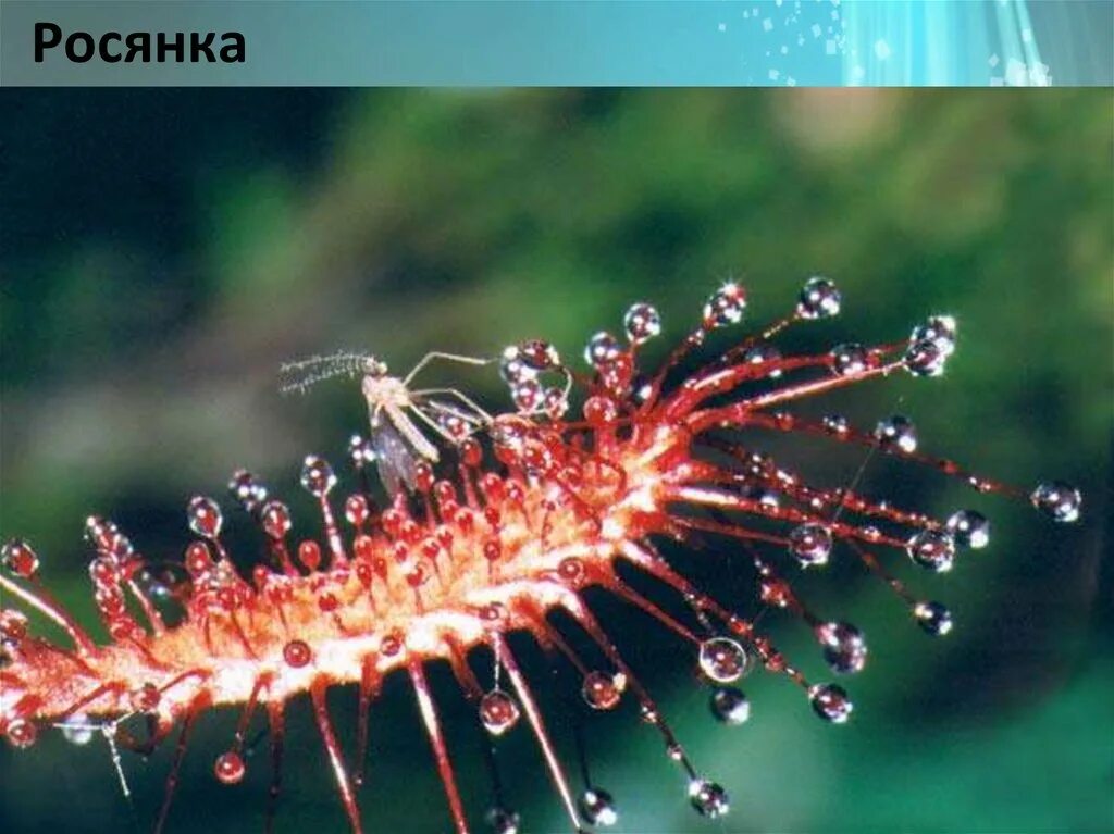 Росянка капатская. Росянка это паразит. Насекомоядные растения росянка. Липучие ловушки хищных растений. Цветок хищник мухоловка.