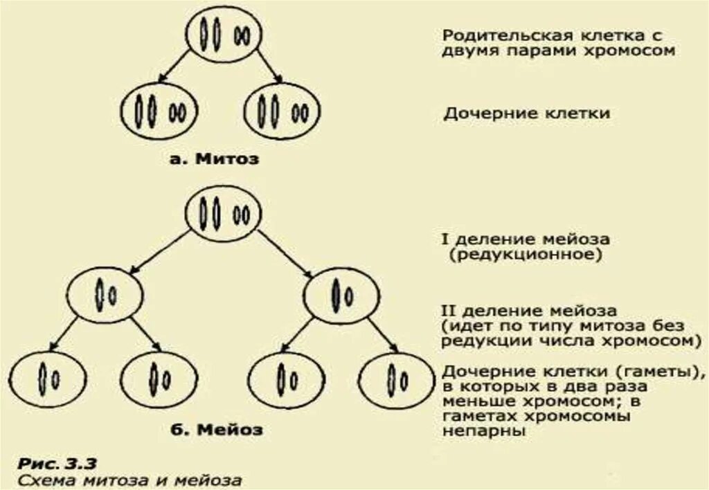 Образуется при нерасхождении хромосом в мейозе. Набор хромосом в дочерних клетках митоза. митоз схема с числом хромосом.