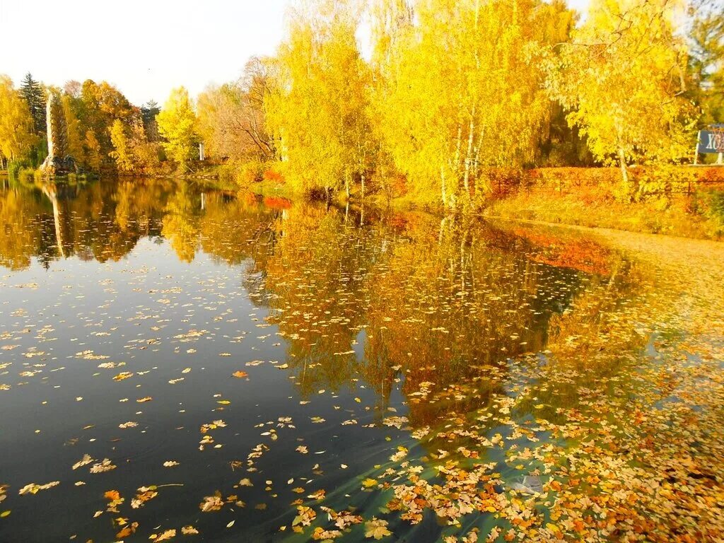 Золотом заполыхала листва. Есенин листва Золотая. Закружилась листва Золотая в розоватой воде на пруду. Золотая осень. Осенний пейзаж.