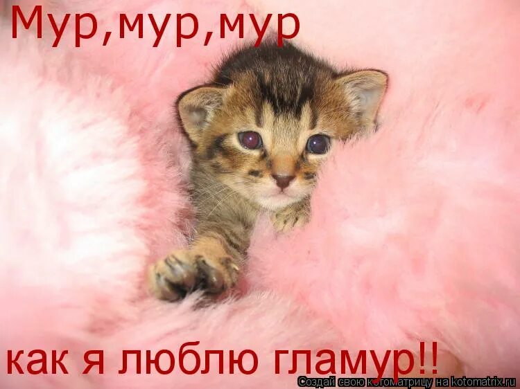 Песни мяу мур мур. Киска. Котик Мур мяу. Мур Мур. Мур Мур Мур котик.