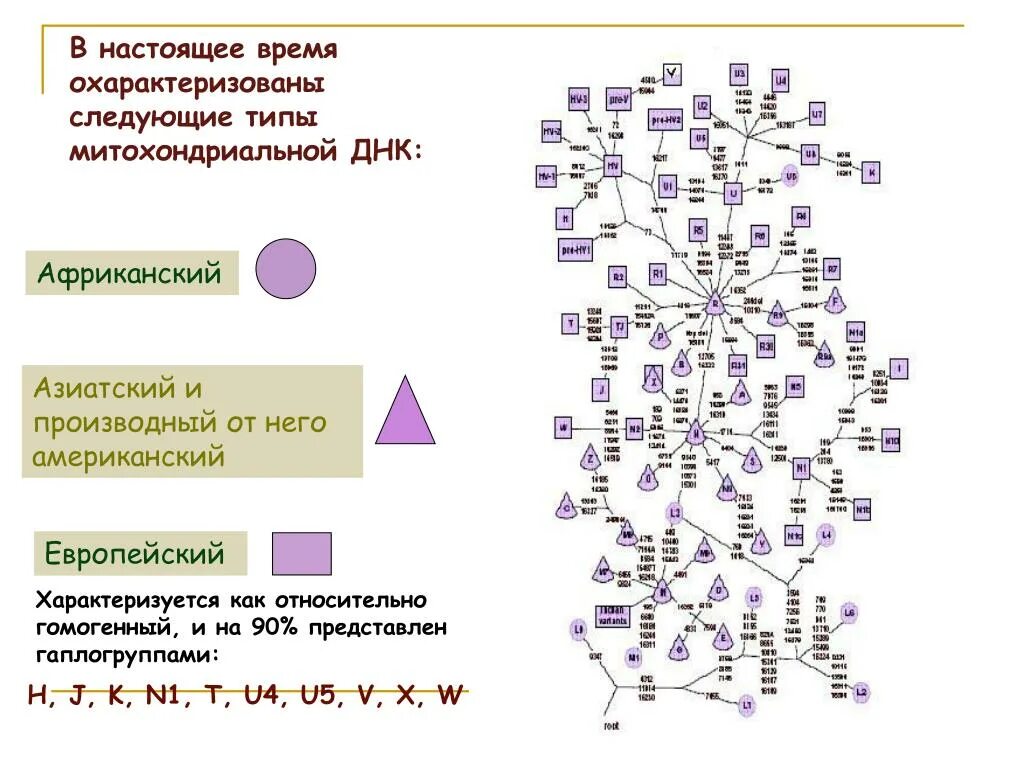 Определение последовательности митохондриальной днк неандертальца. Наследование митохондриальной днк. митохондриальная гаплогруппа карта.