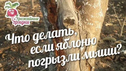 Восстановить кору на яблоне после погрызов как