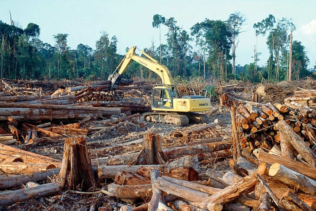 Forest problem. Истребление лесов. Forest problem. Forest problem. Вырубленные леса урала.