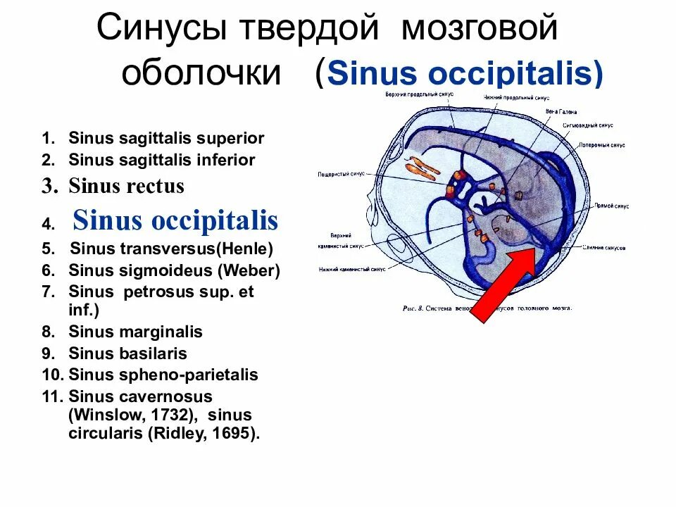 Синус оболочки мозга