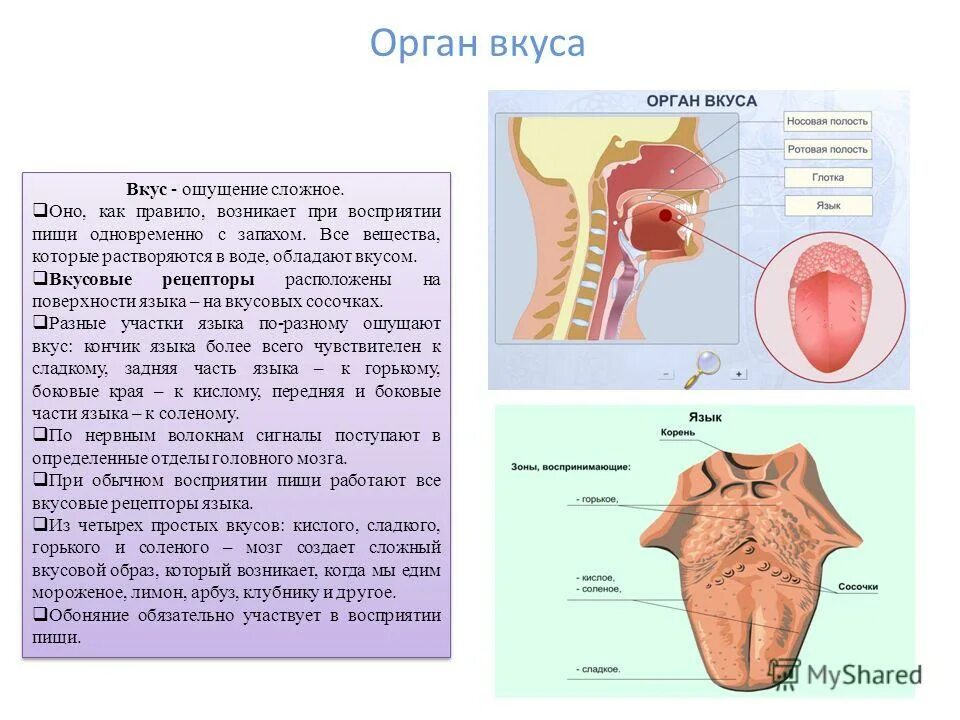 Какую функцию выполняет язык человека. Анализатор органа вкуса. орган вкуса у человека. расположение вкусовых рецепторов на языке.