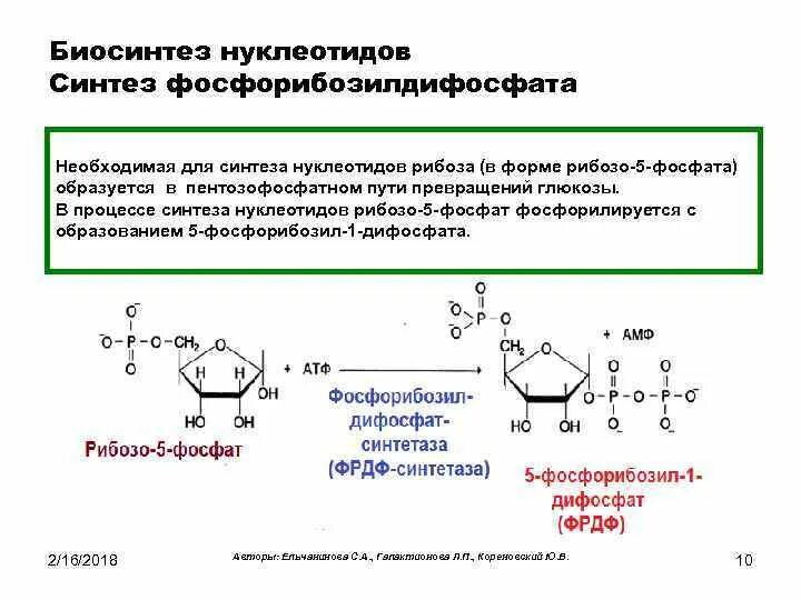 Активная форма в 5. Реакции синтеза пуриновых нуклеотидов от рибозо-5-фосфата. Рибоза 5 фосфат Синтез нуклеотидов. Схему образования рибозо-5-фосфата. Образование рибозо 5 фосфат.