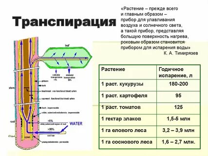 Примеры транспирации у растений