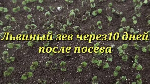 Рассада львиного зева вытянулась