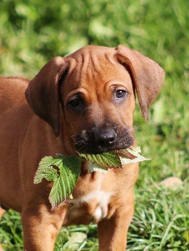 щенки риджбека. риджбек щенок. риджбек собака родезийский. родезийский риджбек. родезийский риджбек кобель.