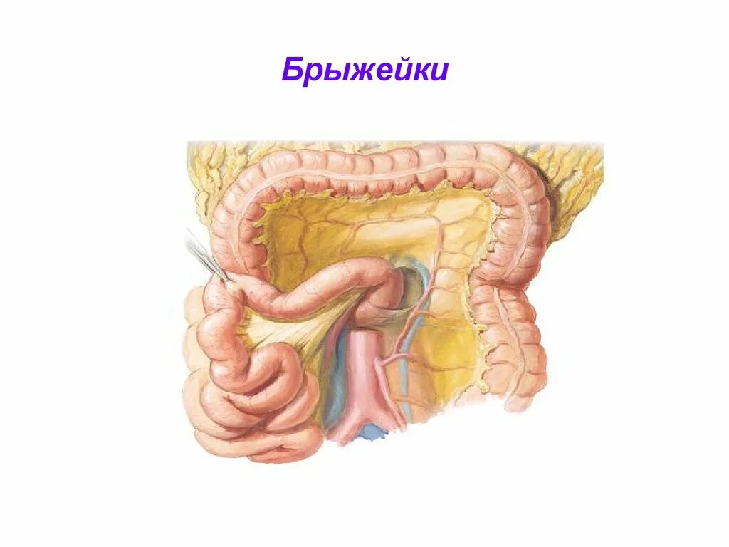 Брюшина толстой кишки. Брыжейка толстой кишки анатомия. Лимфоузлы брыжейки толстой кишки. Брыжейка толстой кишки строение. Брыжейка тонкой кишки анатомия.