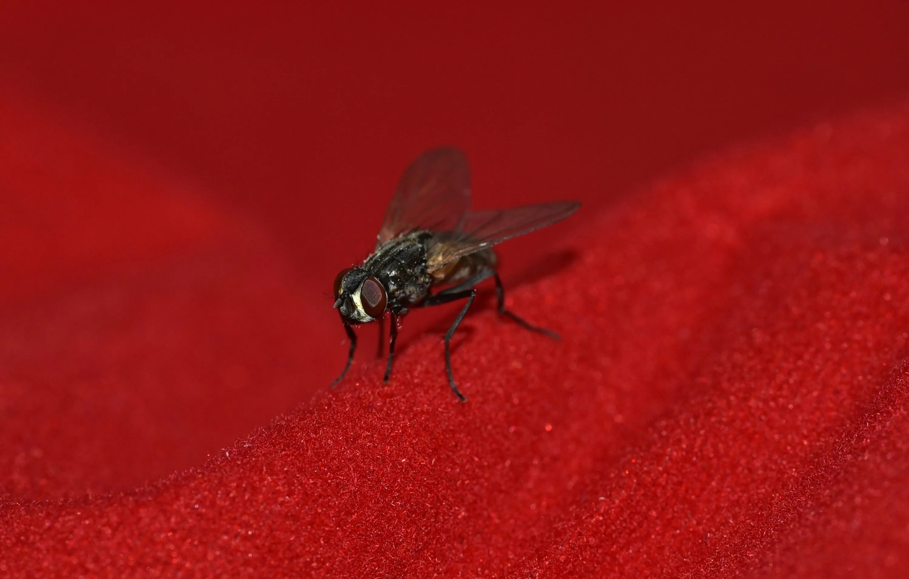 Красная мушка. Муха с красными крыльями. Маленькие красные насекомые. Черно красное насекомое летающее. Муха красно черная.