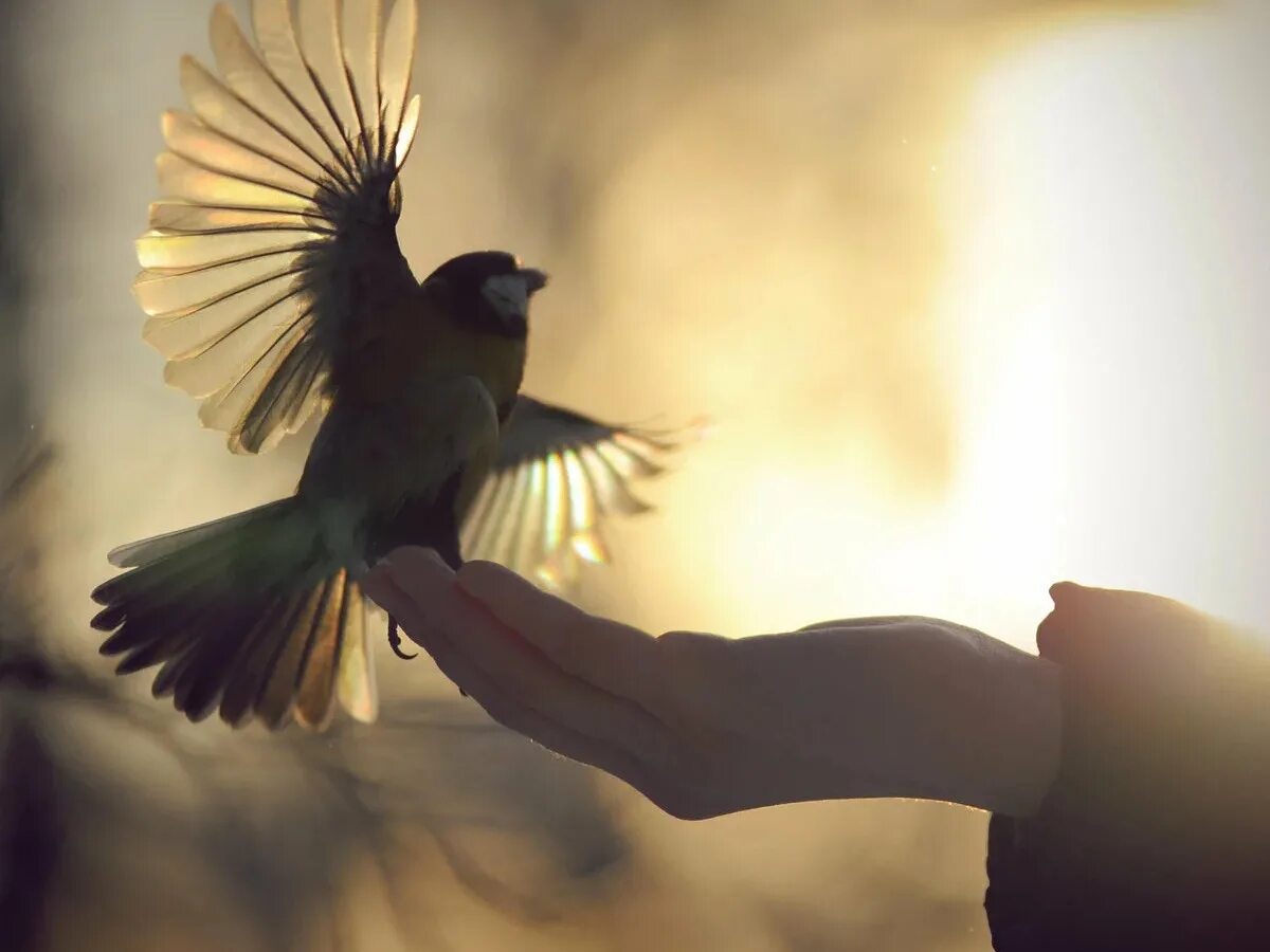 Птичка на руке. Птица свободы. Птица на ладони. Отпустить птицу.
