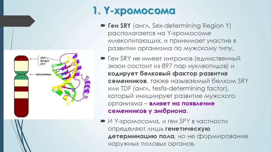 Какую роль играют гены. Ген sry. Y хромосома и ген. Гены y хромосомы. Y хромосома человека.