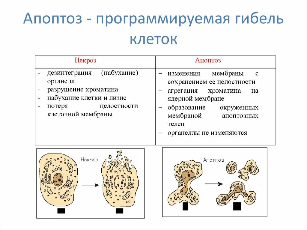 Самоуничтожение клеток (апоптоз).. Программируемая гибель клеток апоптоз. Гибель клетки апоптоз. Запрограммированная клеточная гибель это. Апоптоз клеток это