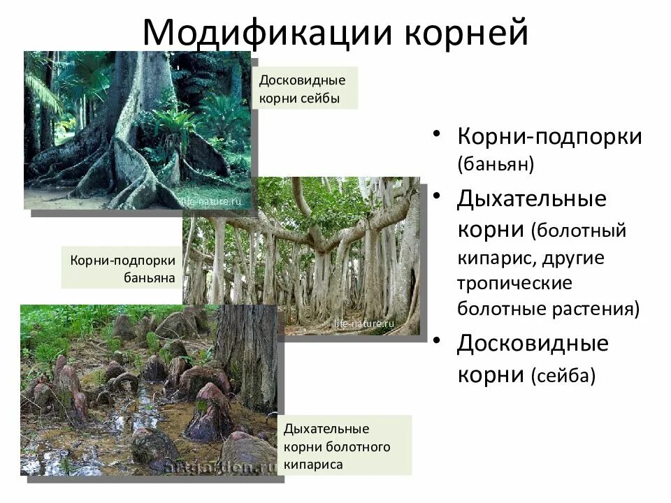 Корень дерева функции. Досковидные опорные корни. досковидные корни баньяна. сейба досковидные корни. досковидные корни функции.