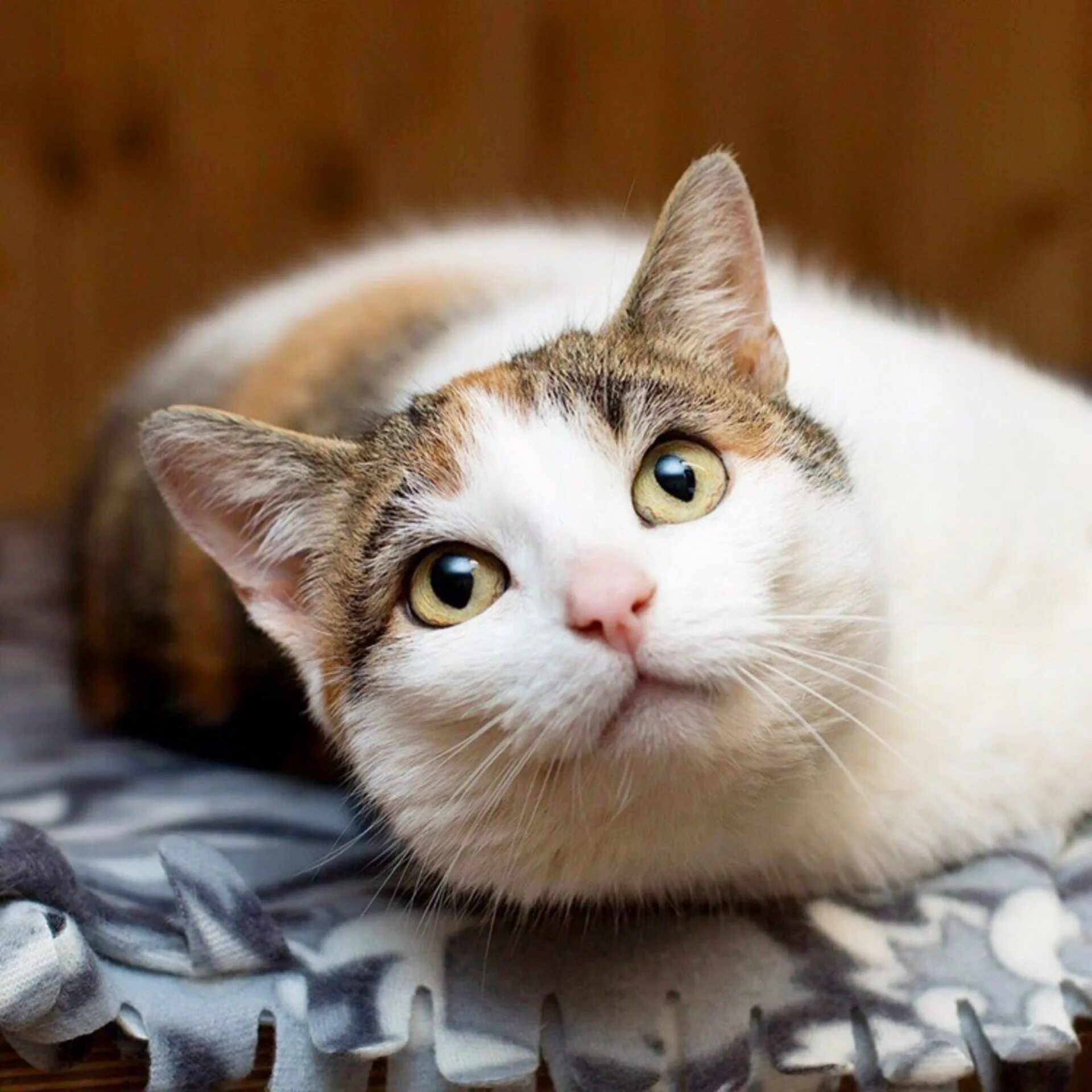 Кошка муся фото. Кошечка муся. Кошка муся фото. Кошечка муся. Муся кошка муся.