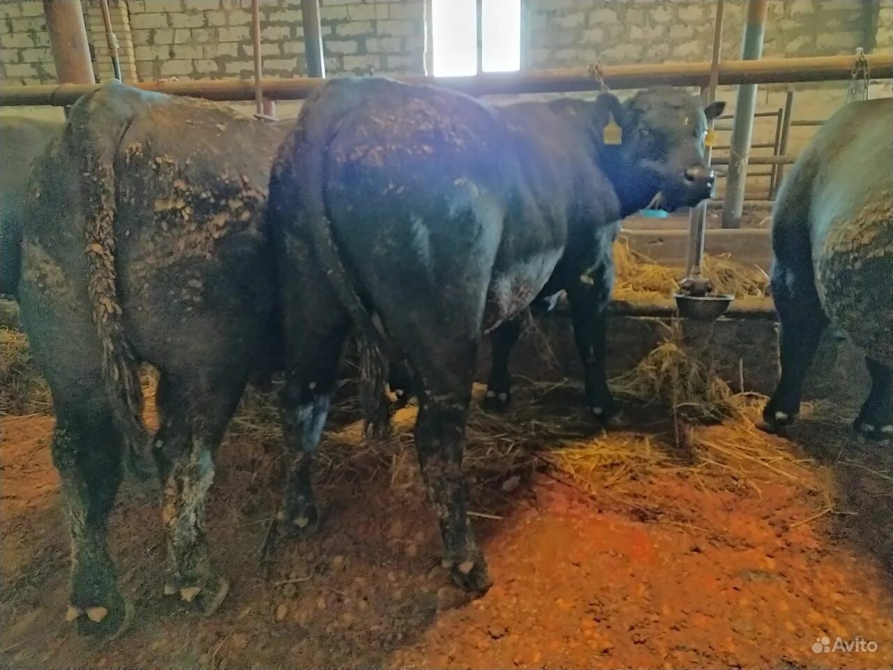 Купить быка живым. Баран и бык мясной. Кастрированный мясной бык. Рио мясной бык.