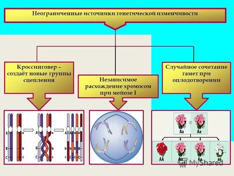 источники наследственной изменчивости. источники наследственной изменчивости. мутационный процесс источник. генная изменчивость характеристика. процесс рекомбинации.