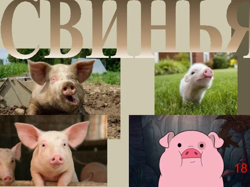 Свинья 18. Свинья 18. Свиньи в живописи. Свинья 18. Свиньи.