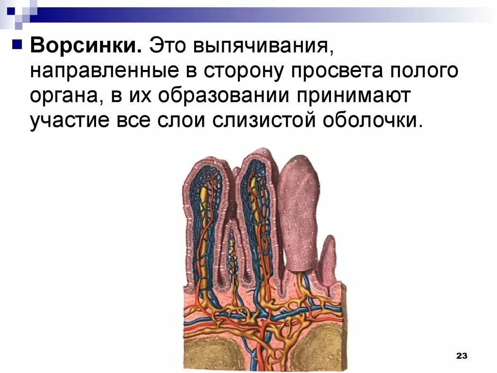 Строение серозной оболочки. Серозная оболочка функции. Серозная оболочка яичка. Стенка паренхиматозного органа.