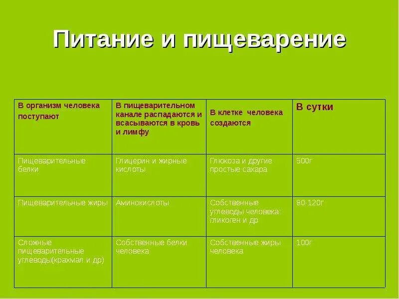 Таблица строение пищеварительной системы 8 класс Биология тема пищеварение