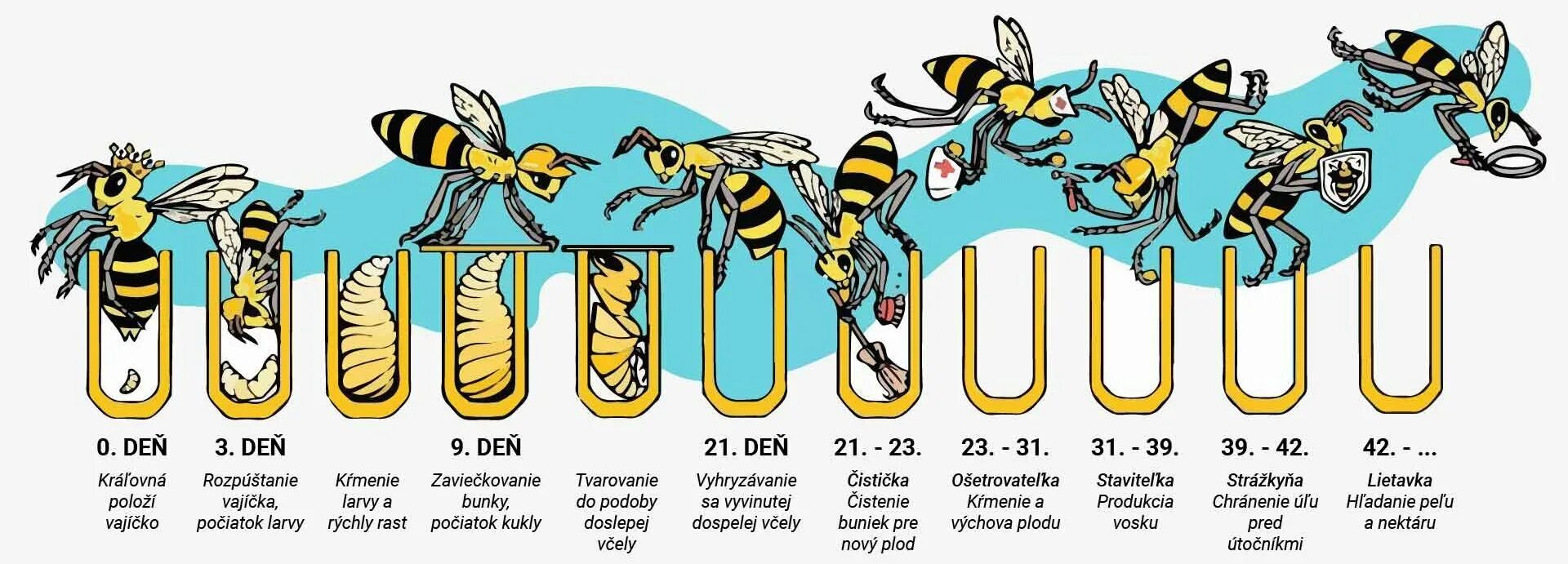 Сколько живет рабочая пчела. Цикл развития медоносной пчелы схема. Стадии развития медонной пяеры. Жизненный цикл рабочей пчелы по дням. Жизненный цикл пчелы медоносной.
