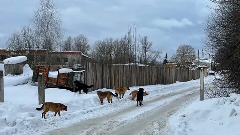 Собаки переславль