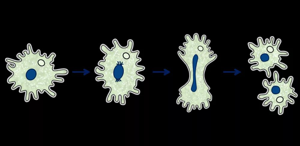 Какой способ размножения характерен для амебы. Размножение амебы Протей. Бесполое размножение амёбы. Амеба деление клетки. Почкование амебы.