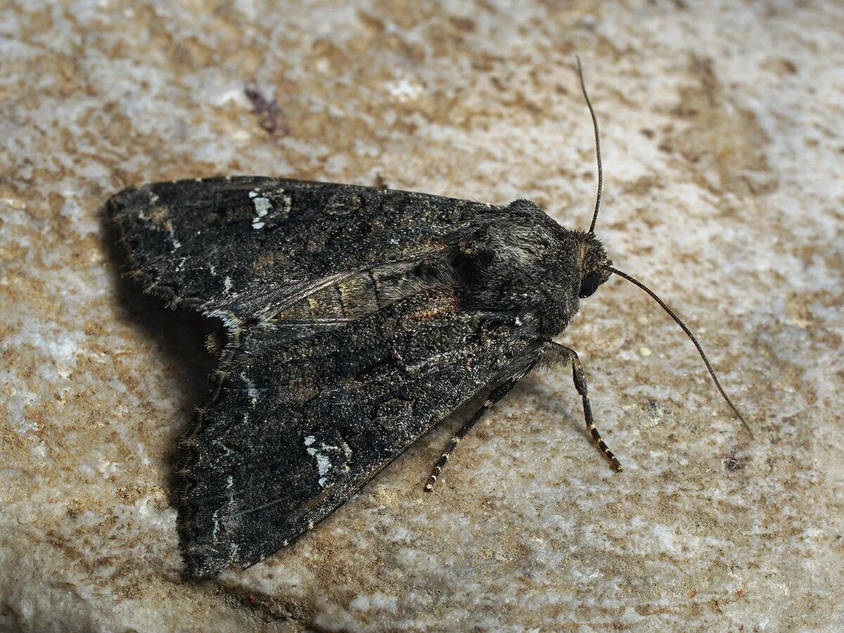 Бабочка озимая совка. Гороховая совка бабочка. Помидорная совка бабочка. Совка щавелевая бабочка. Совка гамма личинка.