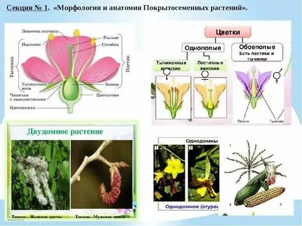 Покрытосеменные ткани какие