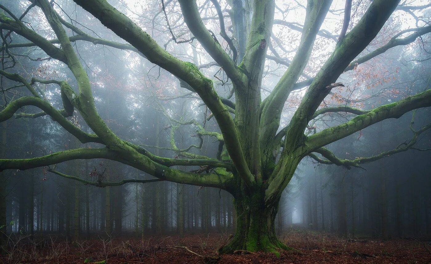 Загадочное дерево. Шервудский лес Хоббит. Природный парк Горбеа. Шервудский лес фон.
