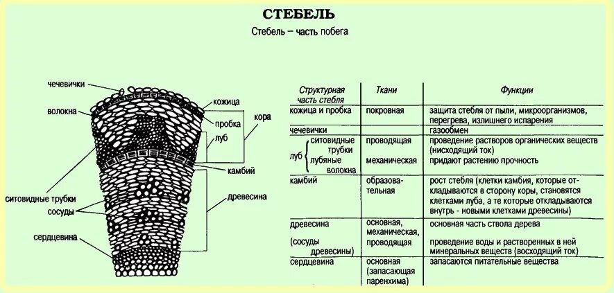 Внутреннее строение стебля и функции каждого слоя. Строение древесного стебля и функции. Строение части стебля и функции части стебля.