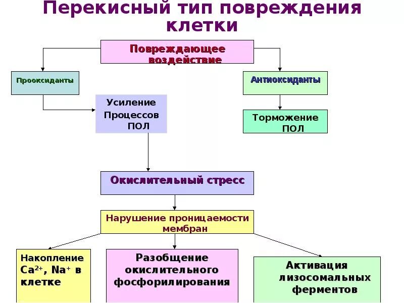 Пол липидов. Липидный механизм повреждения клетки. Схема повреждения клетки. Схема повреждения клетки с участием пол. Схема реакций перекисного окисления липидов патофизиология.