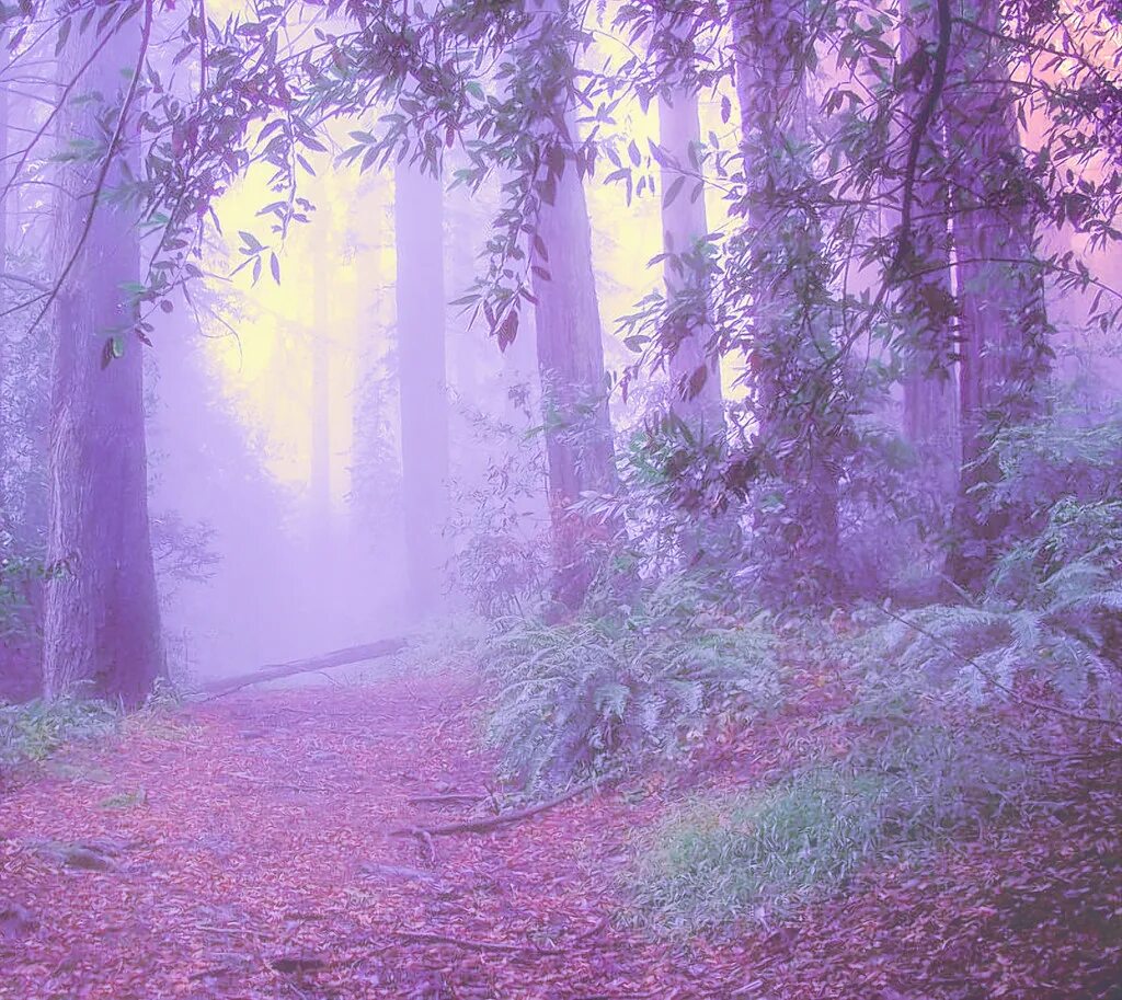 фиолетовый лес. фиолетовые цветы. сиреневые цветы. сиреневый цвет в природе. сиреневый лес.