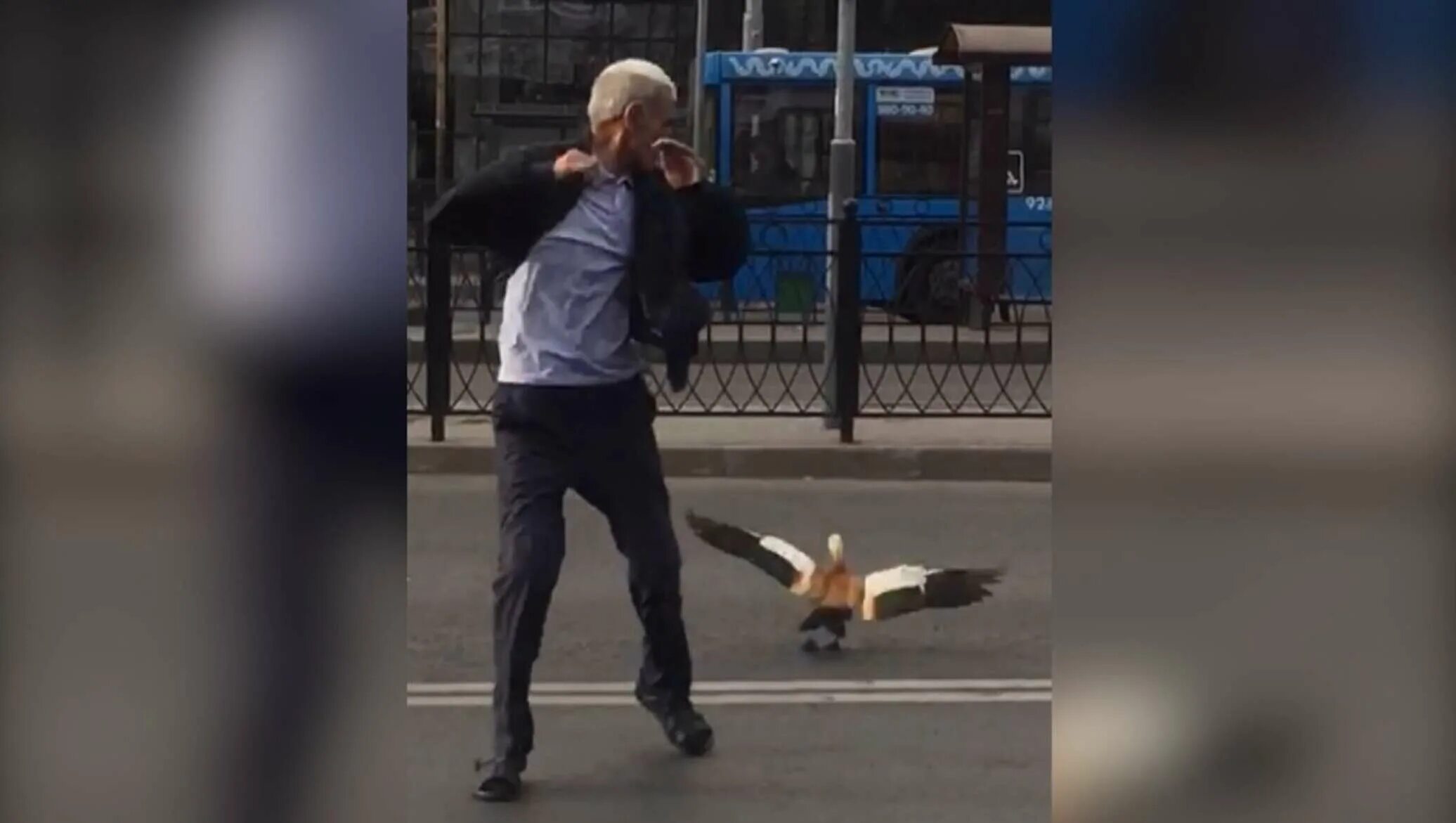 Забавные инциденты. Маленький аллигатор переходит дорогу. Забавные инциденты. Фото запечатленных моментов животные. Толкают самолет.