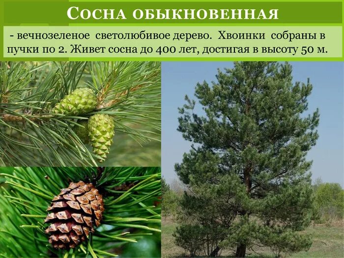 Систематика сосны обыкновенной. Хвойные голосеменные сосна обыкновенная. место обитания сосны обыкновенной. сосна обыкновенная светолюбивое растение.