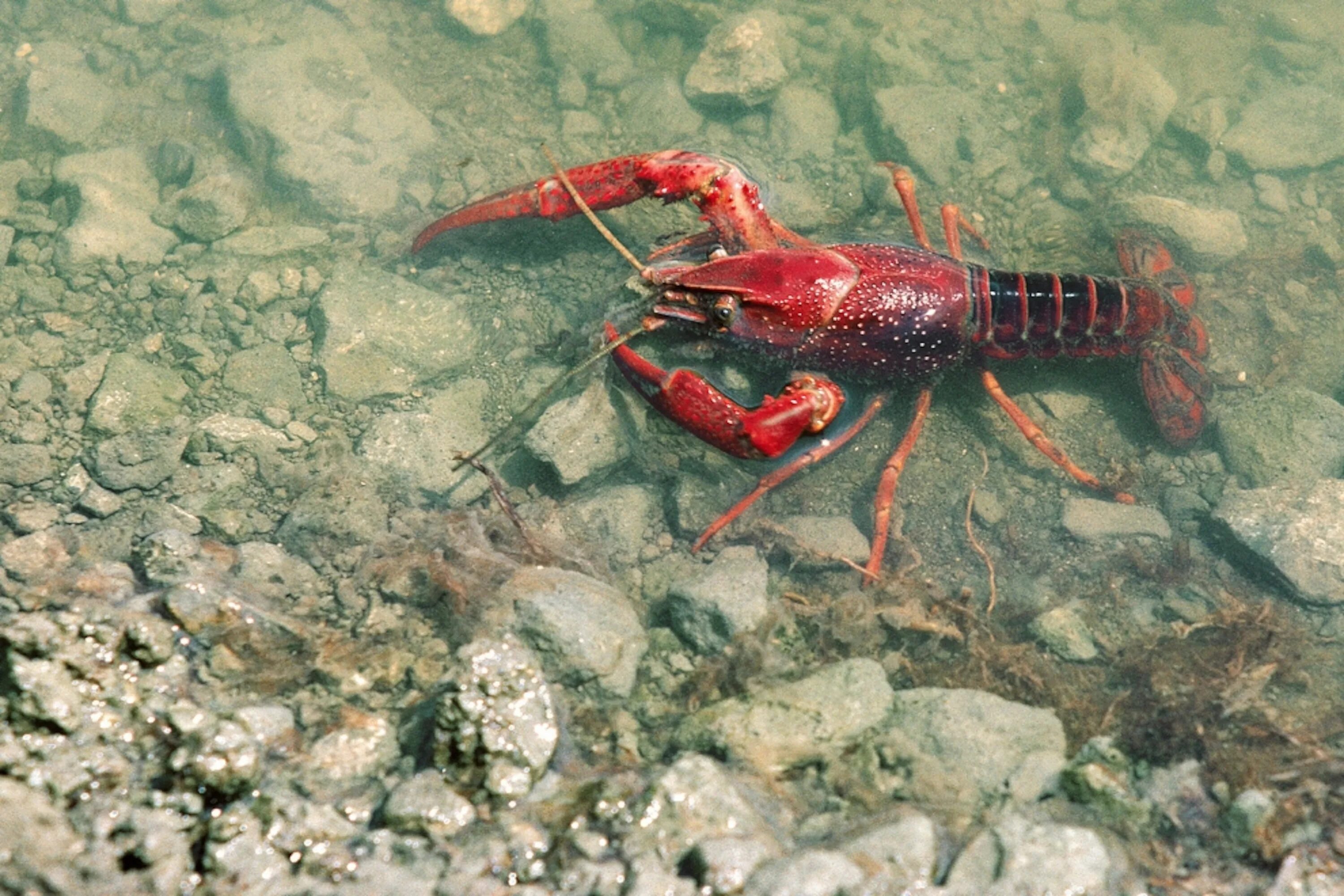 Раки морские речные. Пресноводный Скорпион. Ракообразные. Водный Скорпион. Raik.