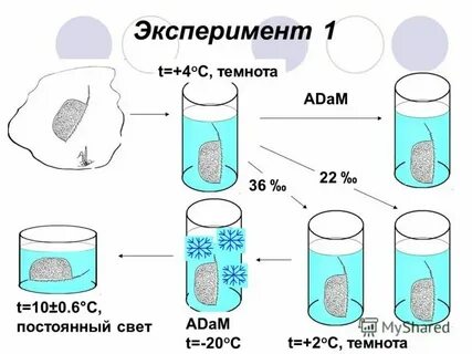 Эксперимент 1 день