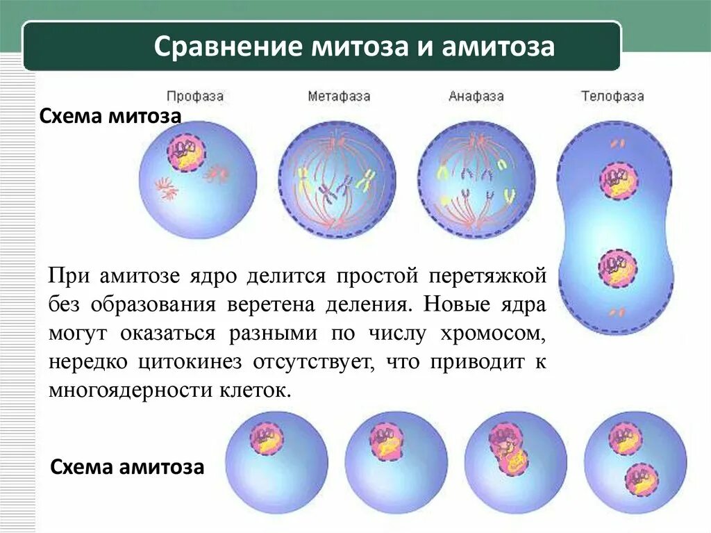 Отличие митоза от амитоза. Различные формы митоза. Митоз и амитоз различия. Сравнительная характеристика митоза и амитоза. 3 способа деления клетки