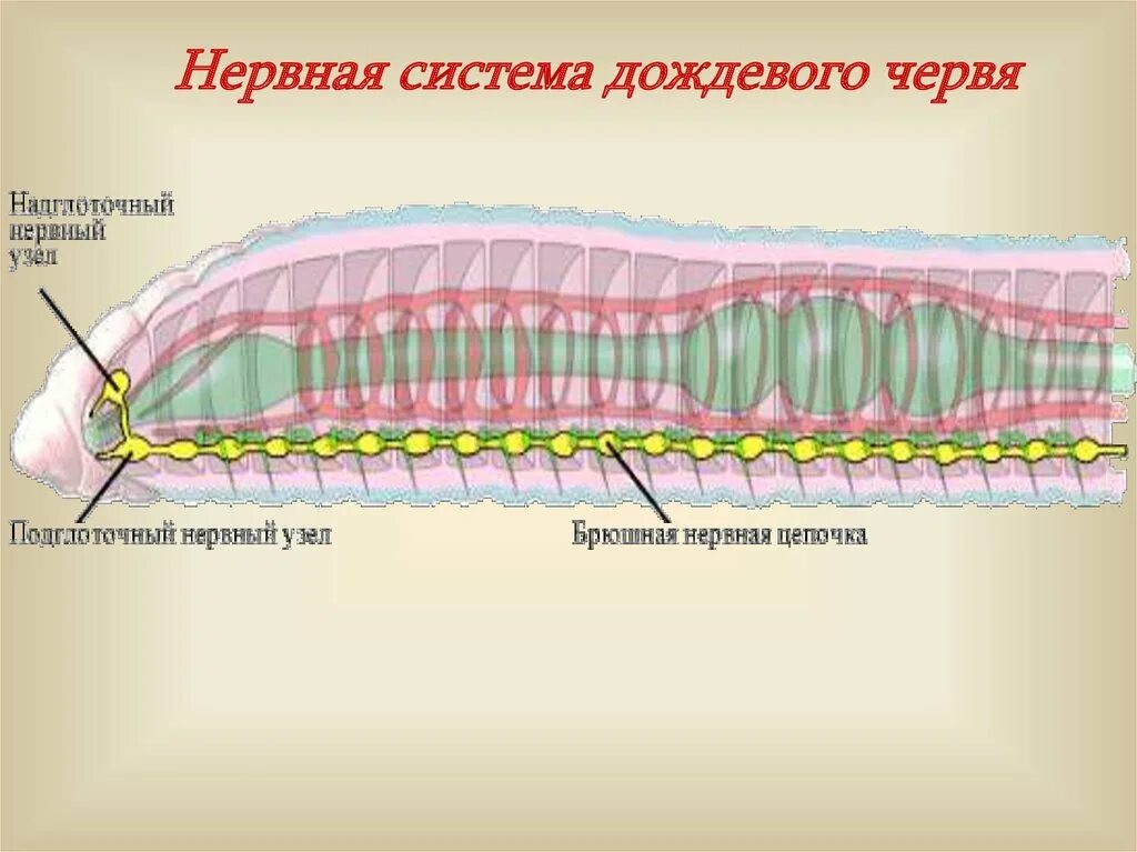 Выделительные трубочки червей. Нервная система дождевого червя. Нервная система кольчатых червей. Кольчатые черви строение нервной системы. Нервная система дождевого червя представлена.