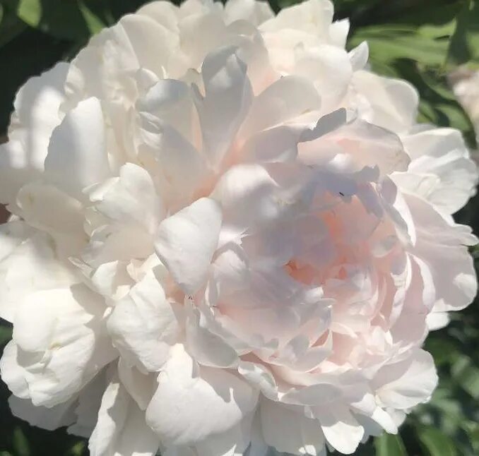 Пион долороделл. Paeonia dr. Пион martha bulloch. Пион вельма аткинсон фото. Сад ворошиловых славянский цветок.